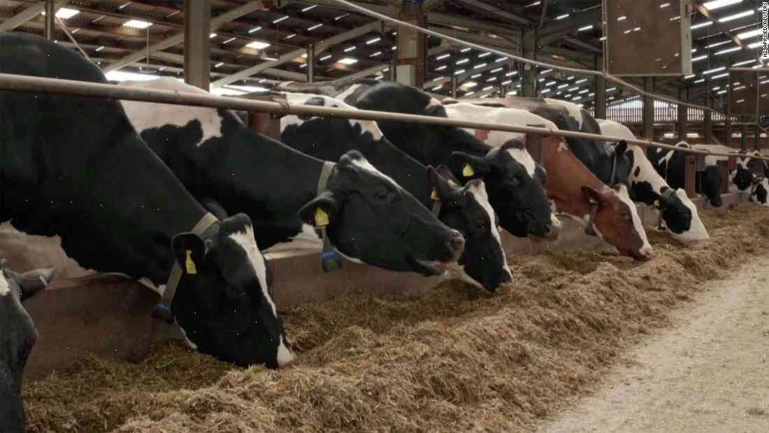Cow dung 'could power UK household for $2,200 a year'