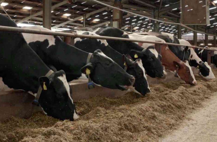 Cow dung ‘could power UK household for $2,200 a year’